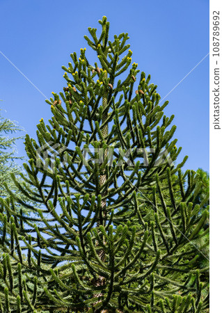 Chile pine tree 108789692