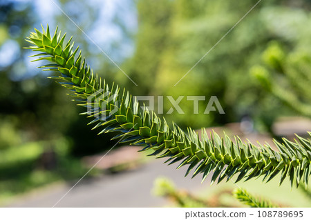 A chili pine branch with many thorns 108789695