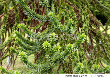 A chili pine branch with many thorns 108789698