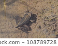 Underwater tonosama frog, juvenile with tail remaining 108789728