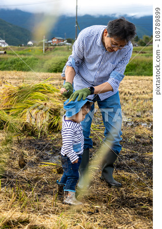 Rice harvesting experience for parents and children 108789899
