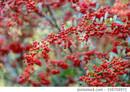 Red berries of Hawthorn in autumn 108789972