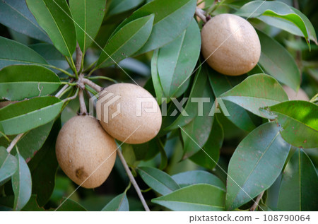 Raw sapota or sapodilla fruits on tree Raw sapota or sapodilla fruits on tree 108790064