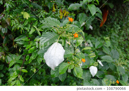 Mussaenda raiateensis, also known as Pacific mussaenda or Pacific flag-tree 108790066