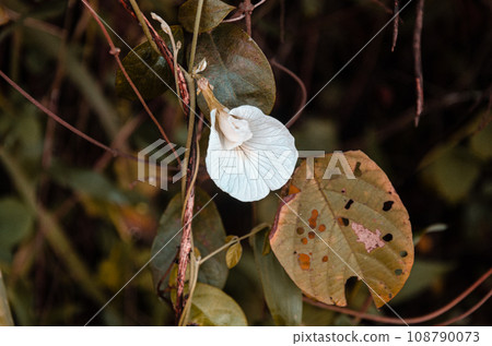 White Clitoria ternatea, commonly known as Asian pigeonwings 108790073