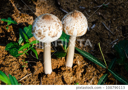 Chlorophyllum molybdites mushrooms 108790113