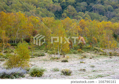 Early morning frost scenery in Shiga Kogen in autumn Early morning frost scenery in Shiga Kogen in autumn 108790181