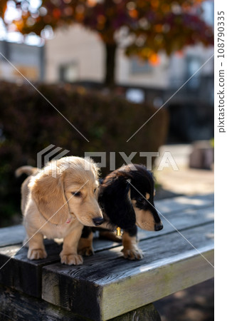 Puppy Kaninhen Dachshund playing in the park 108790335