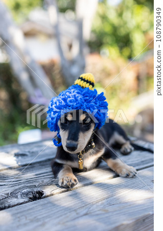 Dachshund Setsubun cosplaying as a demon headgear 108790349