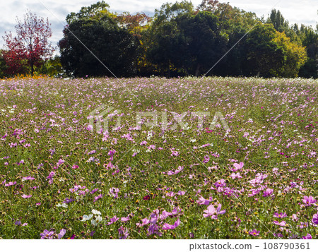 湖濱花園公園的波斯菊領域 湖濱花園公園的波斯菊領域 108790361