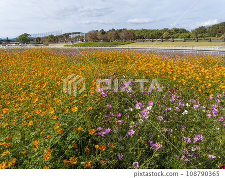 湖濱花園公園的波斯菊領域 湖濱花園公園的波斯菊領域 108790365