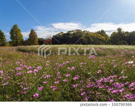 湖濱花園公園的波斯菊領域 湖濱花園公園的波斯菊領域 108790366
