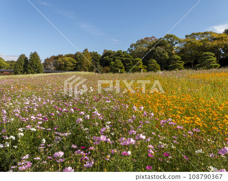 湖濱花園公園的波斯菊領域 108790367