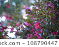 Sasanqua in the sunlight filtering through the foliage 108790447