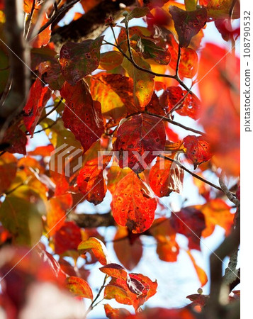 彩色山茱萸葉（沐浴在秋日陽光下的花水樹） 108790532
