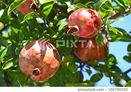 石榴（石膏） 108790592