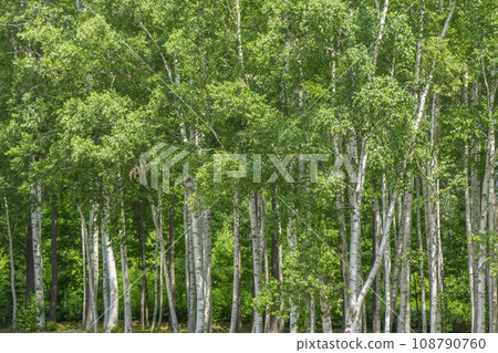 White birch forests that are abundant in Hokkaido White birch forests that are abundant in Hokkaido 108790760