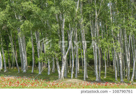 Birch forest on the background of colorful flower field Birch forest on the background of colorful flower field 108790761