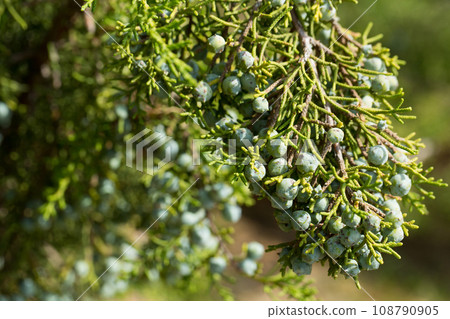 Fruits and foliage of California juniper 108790905