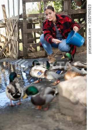 Young European woman squatting on heaps and holding bucket feeding for mallard ducks near farm pond on sunny day in spring Young European woman squatting on heaps and holding bucket feeding for mallard ducks near farm pond on sunny day in spring 108790923