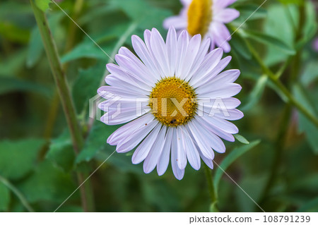 White and yellow daisy flowers on a green blurred background. 108791239