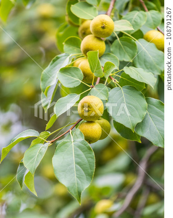 Yellow wild apples ripen on a branch. The Fruit Harvest. Autumn. Soft and selective focus. 108791267