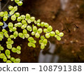 Grail of aquatic plants , duckweed on the water 108791388
