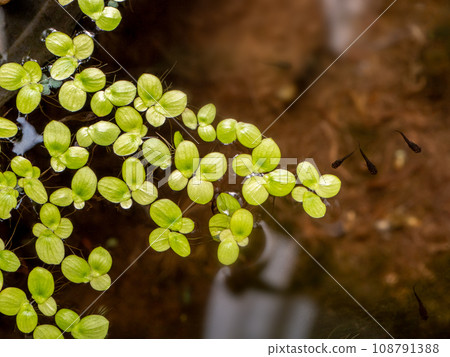 Grail of aquatic plants , duckweed on the water 108791388