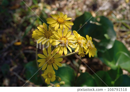 wa花 wa花 108791518