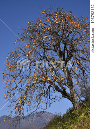 Persimmon tree illuminated by the morning sun Persimmon tree illuminated by the morning sun 108792182