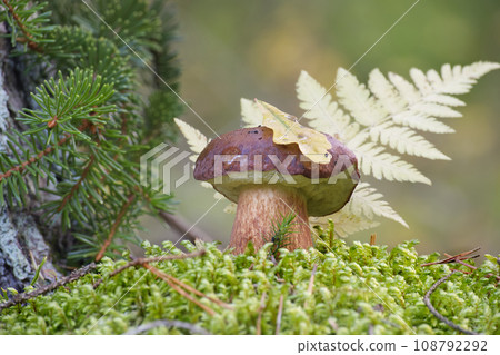 Boletus pinophilus mushroom growing amidst the moss 108792292