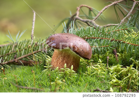 Pine bolete mushroom growing in moss 108792293