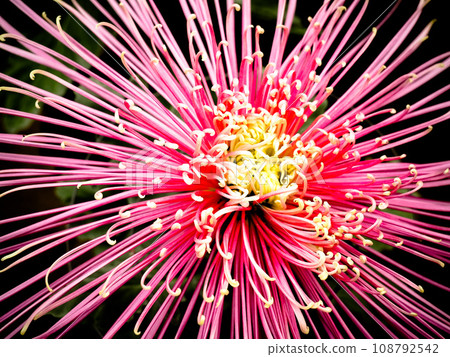 pink pipe large chrysanthemum 108792542