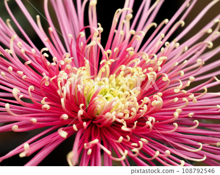pink pipe large chrysanthemum 108792546