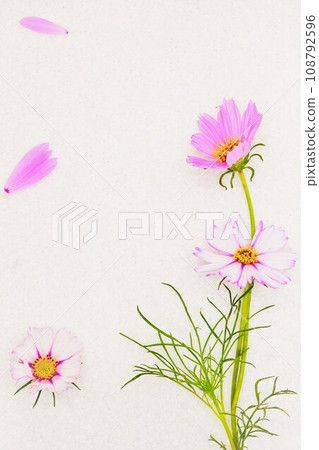 白色蓬鬆毯子白色背景上可愛的粉紅色波斯菊的背景材料 108792596