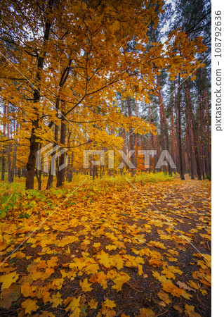 Maple tree leaves background. Colorful autumn Maple tree leaves background. Colorful autumn 108792636