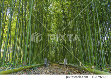 Kyoto Rakuoin Bamboo Grove Kyoto Rakuoin Bamboo Grove 108792688