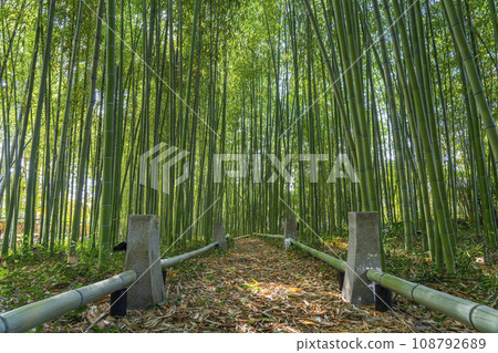 京都樂王院竹林 108792689