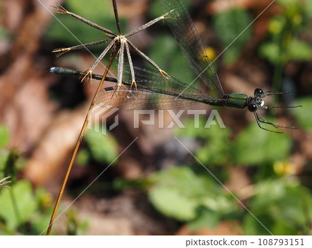 豆娘黏在昆蟲身上 豆娘黏在昆蟲身上 108793151