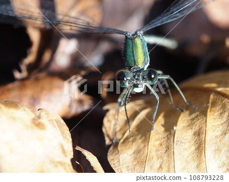 藍眼豆娘的特寫 108793228