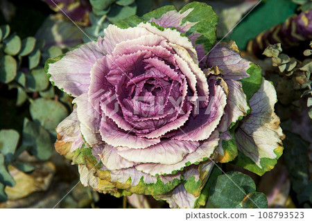 Purple Garden Cabbage Flower 108793523