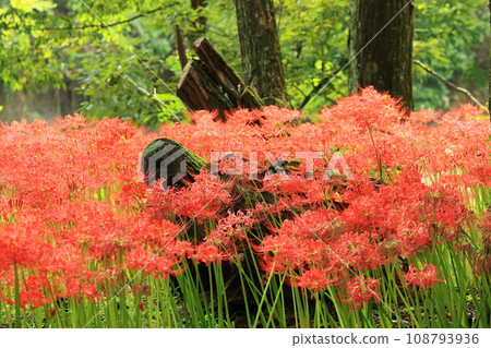 森林裡的紅蜘蛛百合 108793936