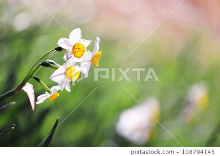 Daffodil flowers blooming in the field Daffodil flowers blooming in the field 108794145