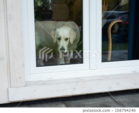 Golden retriever dog looking through window Golden retriever dog looking through window 108794246