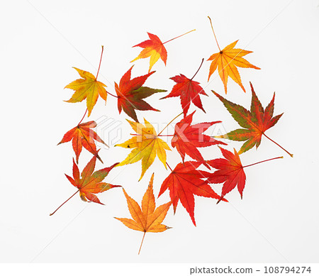 Autumn leaves Fallen leaves White background Autumn leaves Fallen leaves White background 108794274