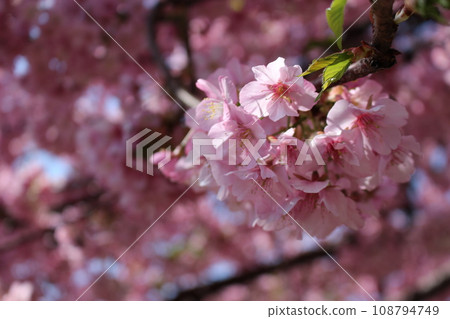 櫻花盛開-櫻花盛開- 108794749