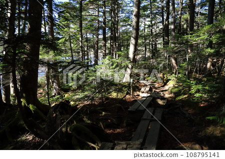 Shirakoma Pond and Shirakoma Forest ~ Mononoke Forest [Boundary of Sakuho Town and Koumi Town, Nagano Prefecture / Yachiho Kogen] 108795141