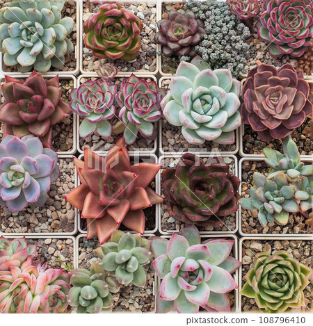 Houseplant background. Succulent and cactus flower, top view Houseplant background. Succulent and cactus flower, top view 108796410