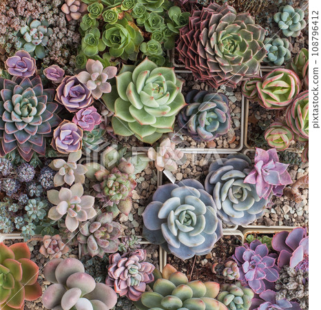 Blossom background with green, pink, red and blue succulent houseplant in pot, top view 108796412