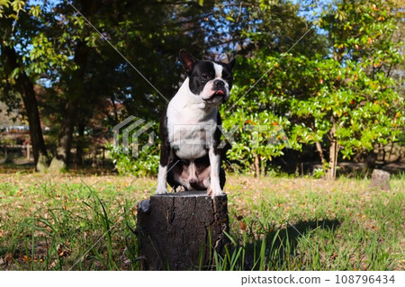 Mighty, a Boston terrier, stands on a stump and looks cutely at the outer perimeter of Moroyama Town General Park ♡ Mighty, a Boston terrier, stands on a stump and looks cutely at the outer perimeter of Moroyama Town General Park ♡ 108796434